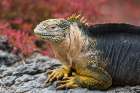 Portrait of a land iguana-Conolophus Subcristatus South Plaza Island-Galapagos-Ecuador Art Print